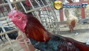 Kurap-pada-ayam-bangkok-Sabung-Ayam-Online-indoplay77